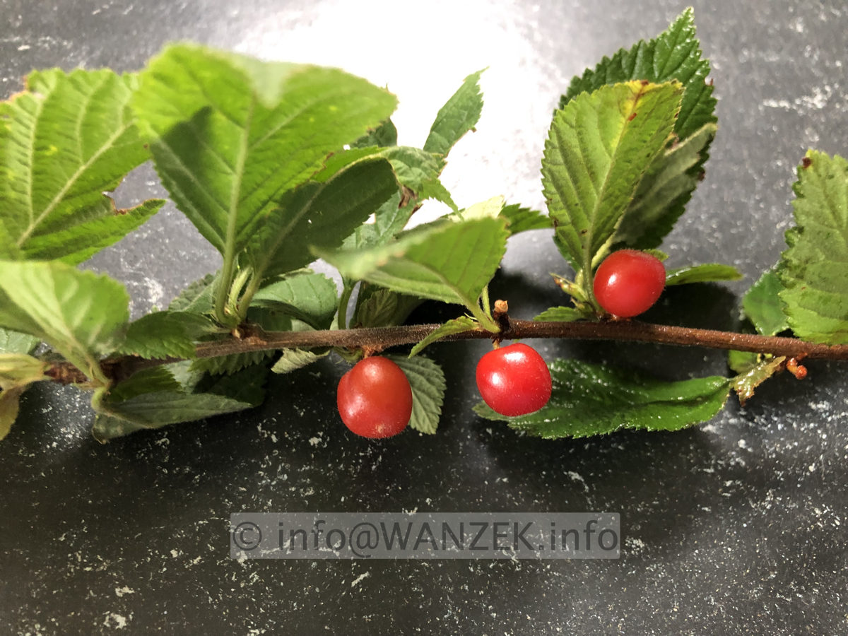 Prunus tomentosa 002.JPG